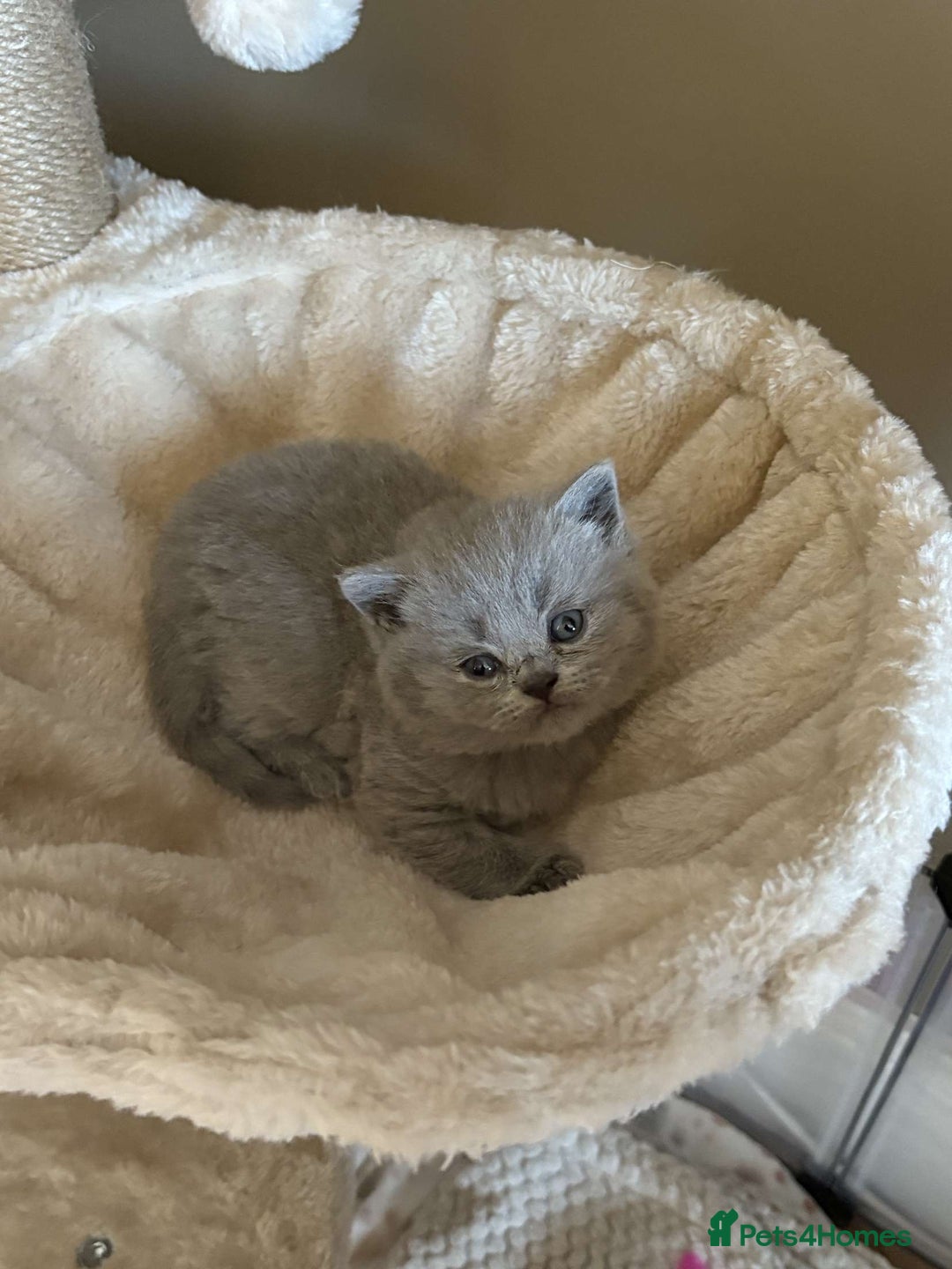 British Shorthair cats for sale: BEAUTIFUL BRITISH SHORTHAIR KITTENS - Image 14