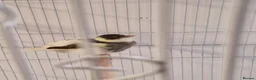 Canaries birds for sale: Fife + Opal Agage + Lizard Canaries - Advert 3
