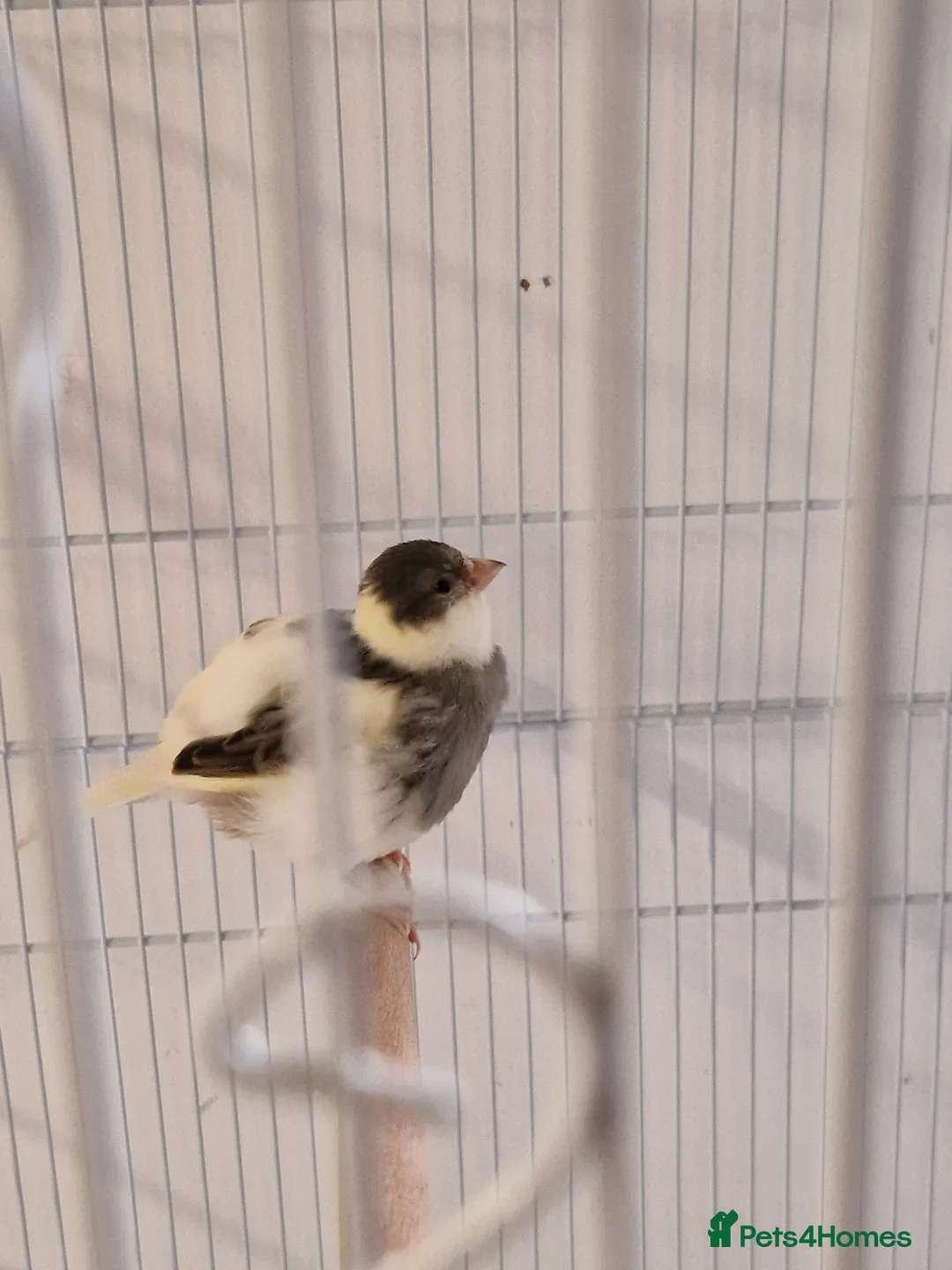 Canaries birds for sale: Fife + Opal Agage + Lizard Canaries - Advert 3