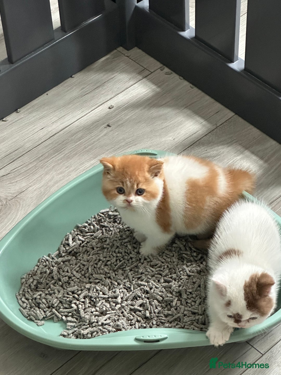 British Shorthair cats for sale: Chunky Red and White British Shorthair TICA - Image 16
