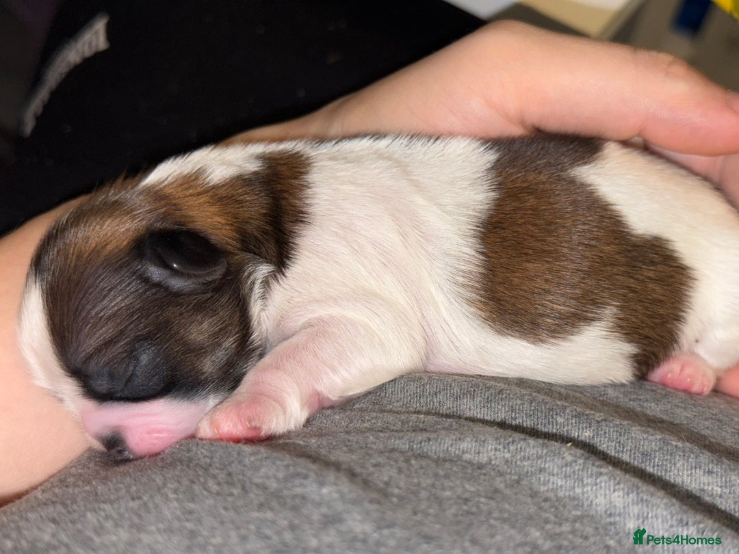 Shih Tzu dogs for sale: ShihTzu Newborn Puppies 💕Home-Raised & Well-Loved - Advert 15