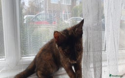 Mixed Breed cats for sale: Gorgeous friendly kittens - Image 4