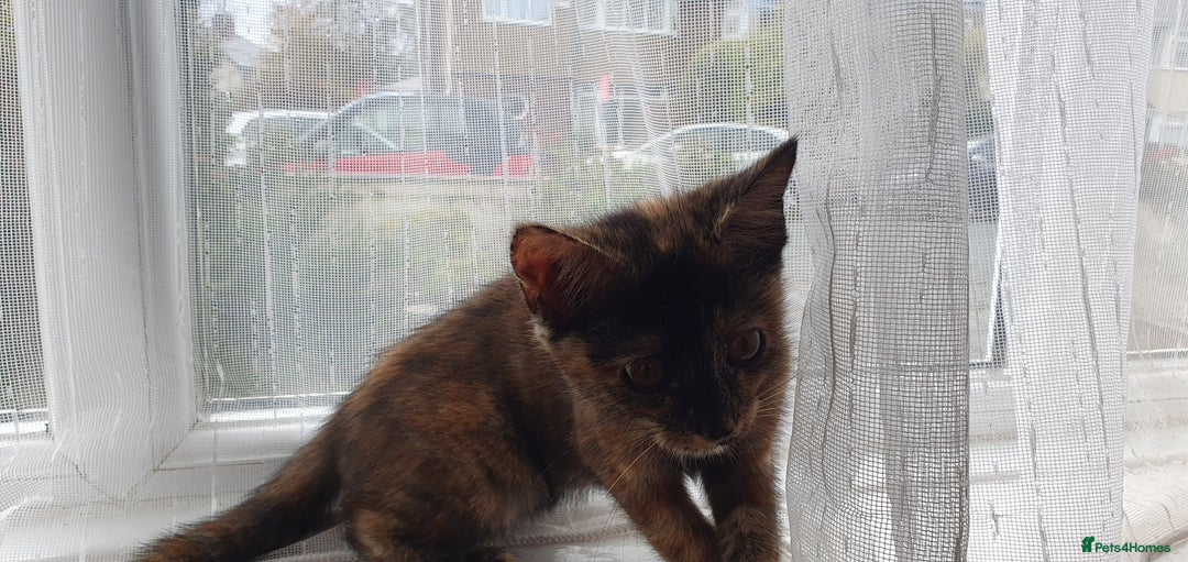 Mixed Breed cats for sale: Gorgeous friendly kittens - Image 4