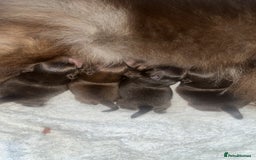 Pomeranian dogs for sale: 4 beautiful Russian toy Pom puppies - Image 6