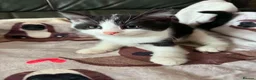 Mixed Breed cats for adoption: Playful kittens looking for their forever homes  - Advert 2