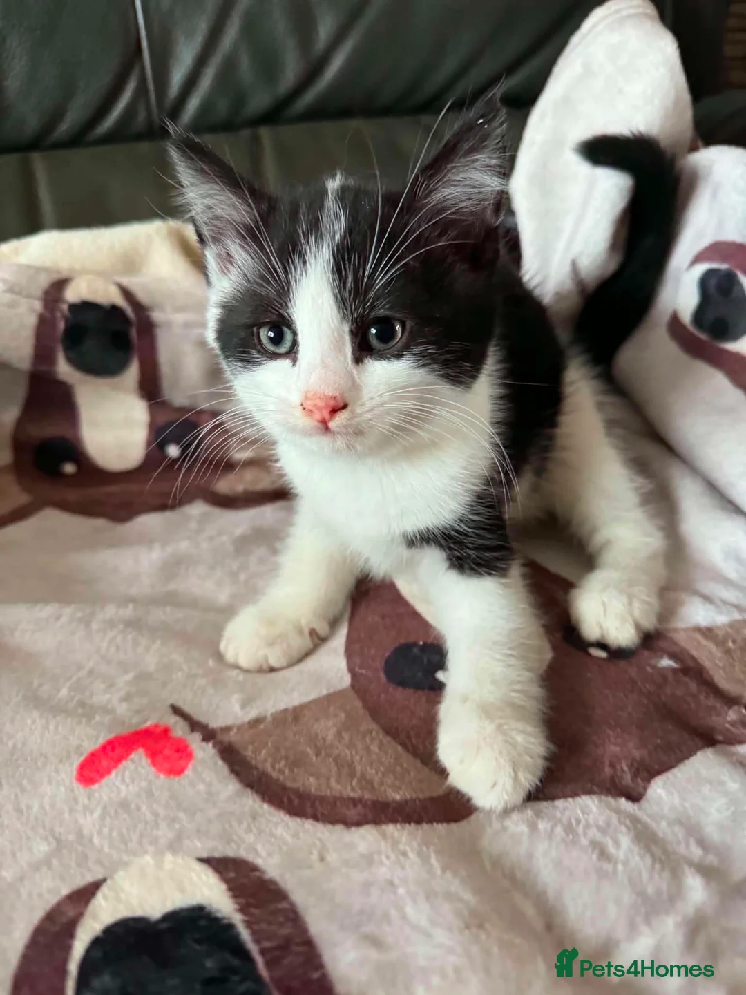 Mixed Breed cats for adoption: Playful kittens looking for their forever homes  - Advert 2