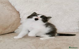 Mixed Breed cats for sale: Ragdoll X Maine Coon Kittens - Image 6