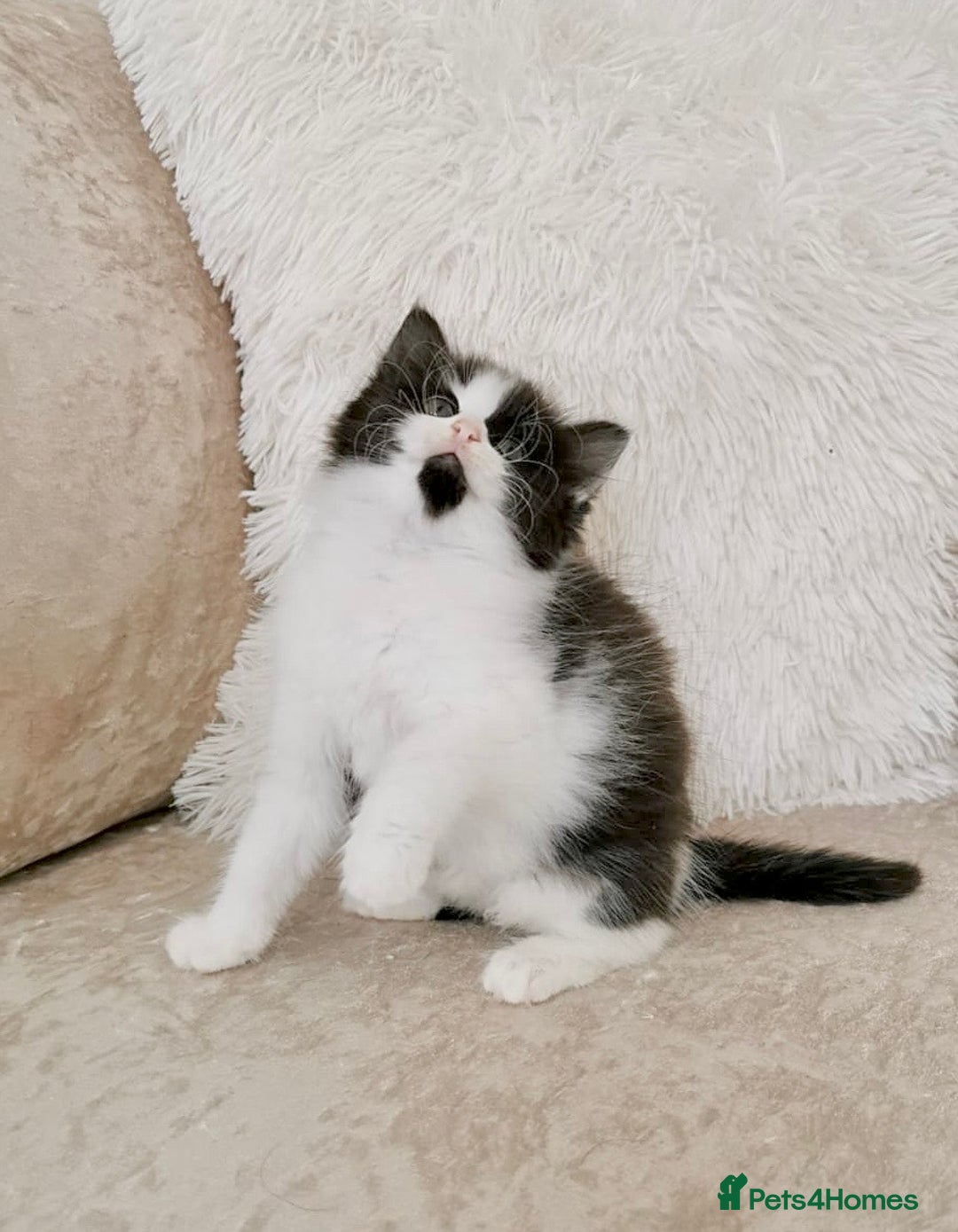 Mixed Breed cats for sale: Ragdoll X Maine Coon Kittens - Image 6