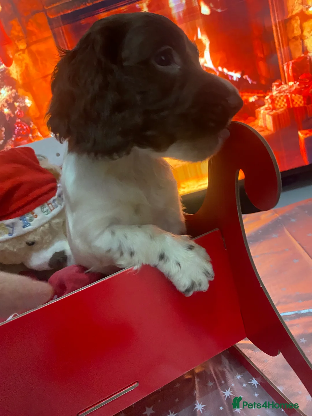 Sprocker dogs for sale: Beautiful Sprocker Puppies Ready 30th December - Advert 15