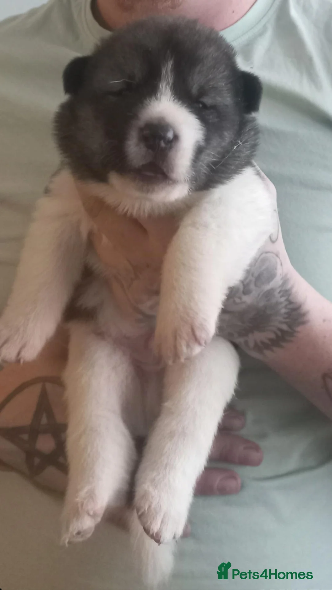 Akita dogs for sale: Akita pups  in Nottingham - Advert 1