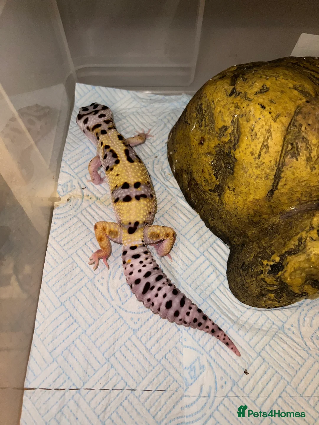 Leopard Gecko reptiles for sale: FEMALE LEOPARD GECKO (FOR SALE) - Advert 2