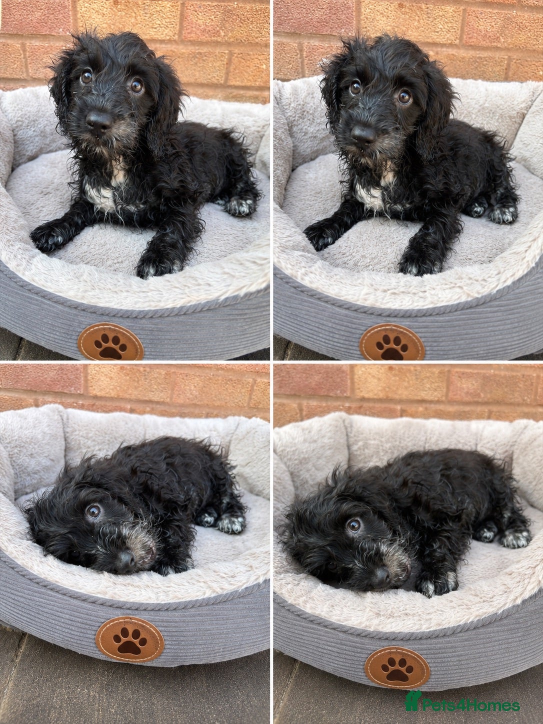 Cockapoo dogs  F1 Cockapoo Puppies 🧡READY NOW❤️ - Advert 2
