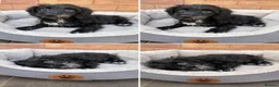 Cockapoo dogs for sale:  F1 Cockapoo Puppy  🧡READY NOW❤️ - Advert 3