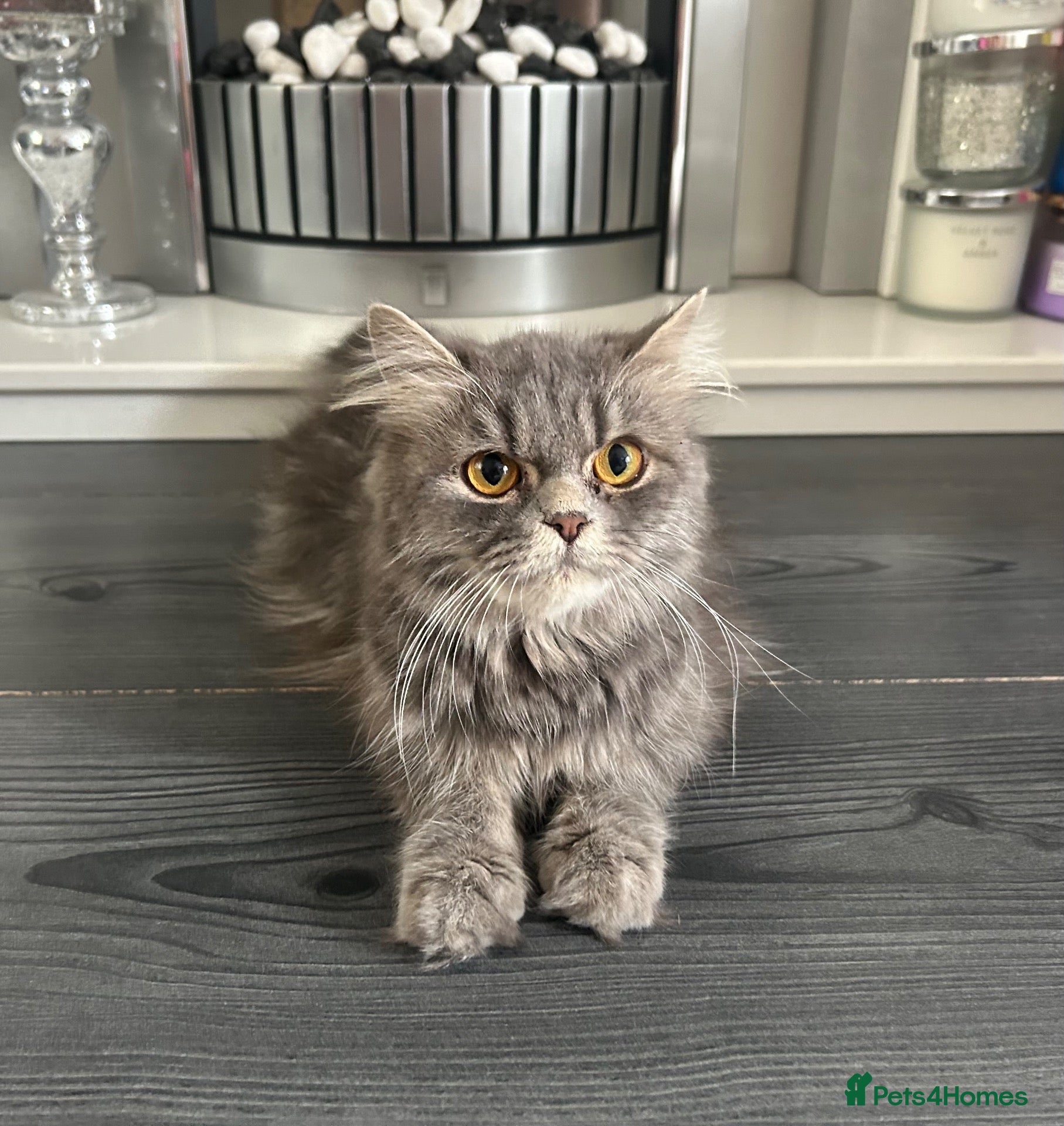 Persian cats Blue Persian x Red Shorthair Kittens - Advert 1