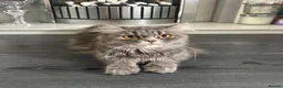 Persian cats for sale: Blue Persian x Red Shorthair Kittens in Epsom - Advert 1