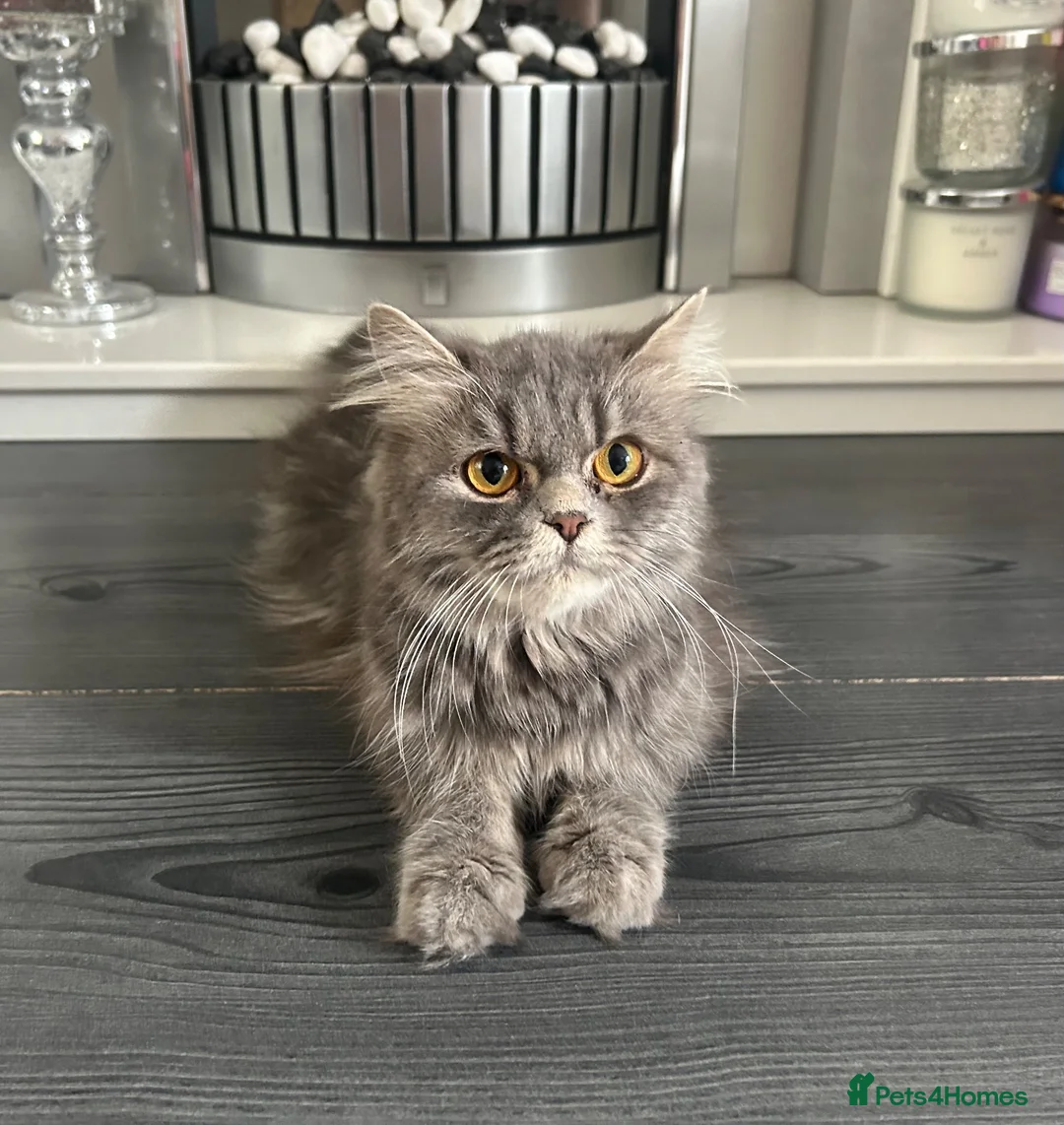 Persian cats for sale: Blue Persian x Red Shorthair Kittens in Epsom - Advert 1