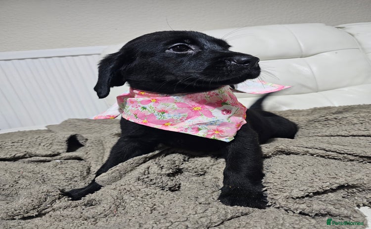 Labrador Retriever dogs - Advert 4