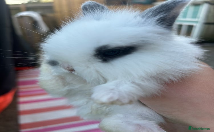 Mini Lion Lop rabbits - Advert 1