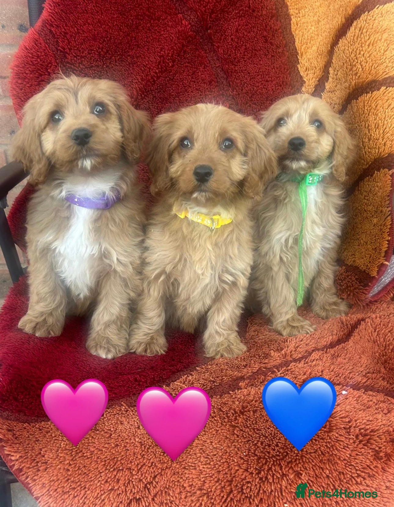 Cockapoo dogs Cockerpoo  - Advert 1