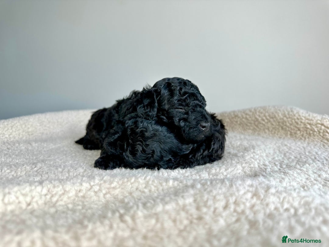 Toy Poodle dogs for sale: 🐾 Toy Poodle Puppies for Sale–Champion Bloodline - Image 6