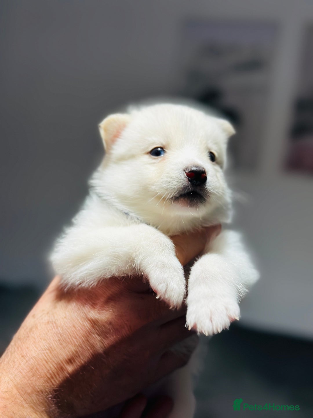 Pomsky dogs for sale: Pomsky Puppy - Image 7