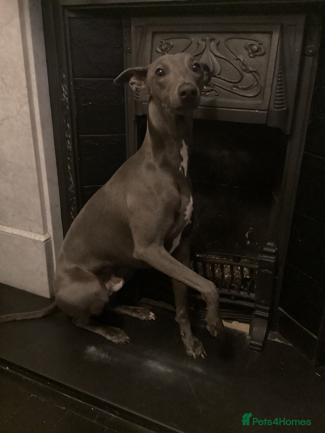 Whippet dogs for stud: Proven KC registered Whippet for Stud in London - Image 3