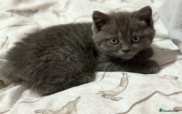 Mixed Breed cats for sale: Beautiful fur babies BSH x Scottish Straight - Image 5