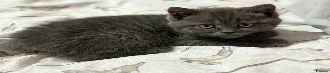 Mixed Breed Kitten 3