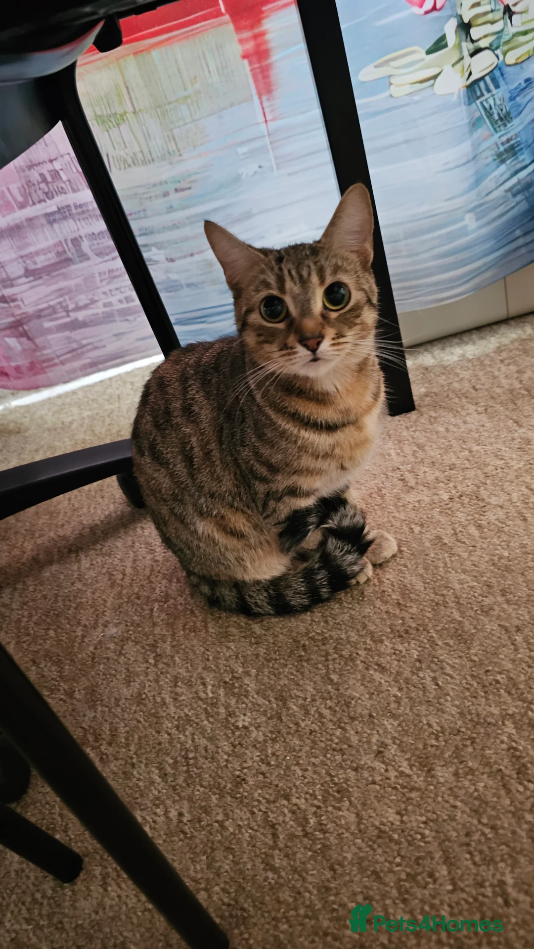 Mixed Breed cats for sale: Fiona - Advert 2