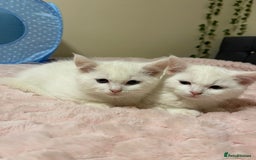 Ragdoll cats for sale: British Shorthair Cross Ragdoll Kittens  - Advert 6