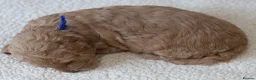 Cavapoo dogs for sale: 5*Licensed+DNAtested+Vetchecked+Red+Apricot+Cream - Advert 8
