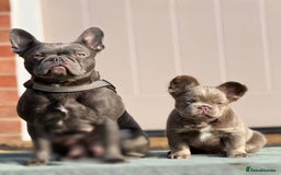 French Bulldog dogs for sale: Isabella & Tan fluffy French bulldoy - Image 8