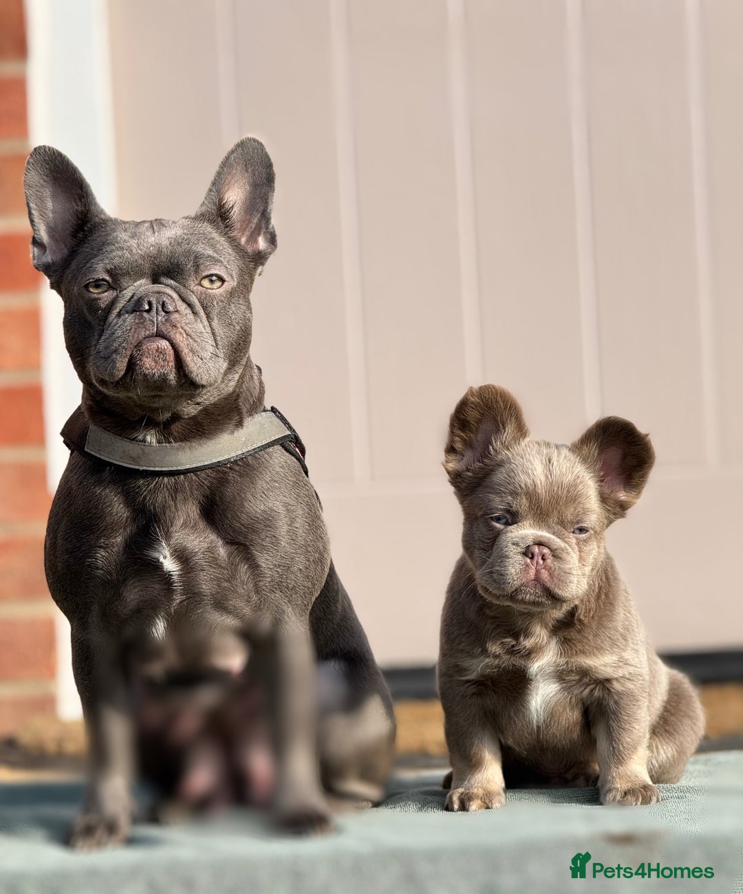 French Bulldog dogs for sale: Isabella & Tan fluffy French bulldoy - Image 8