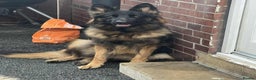 German Shepherd dogs for sale: Beautiful German Shepherd Girl  - Advert 1