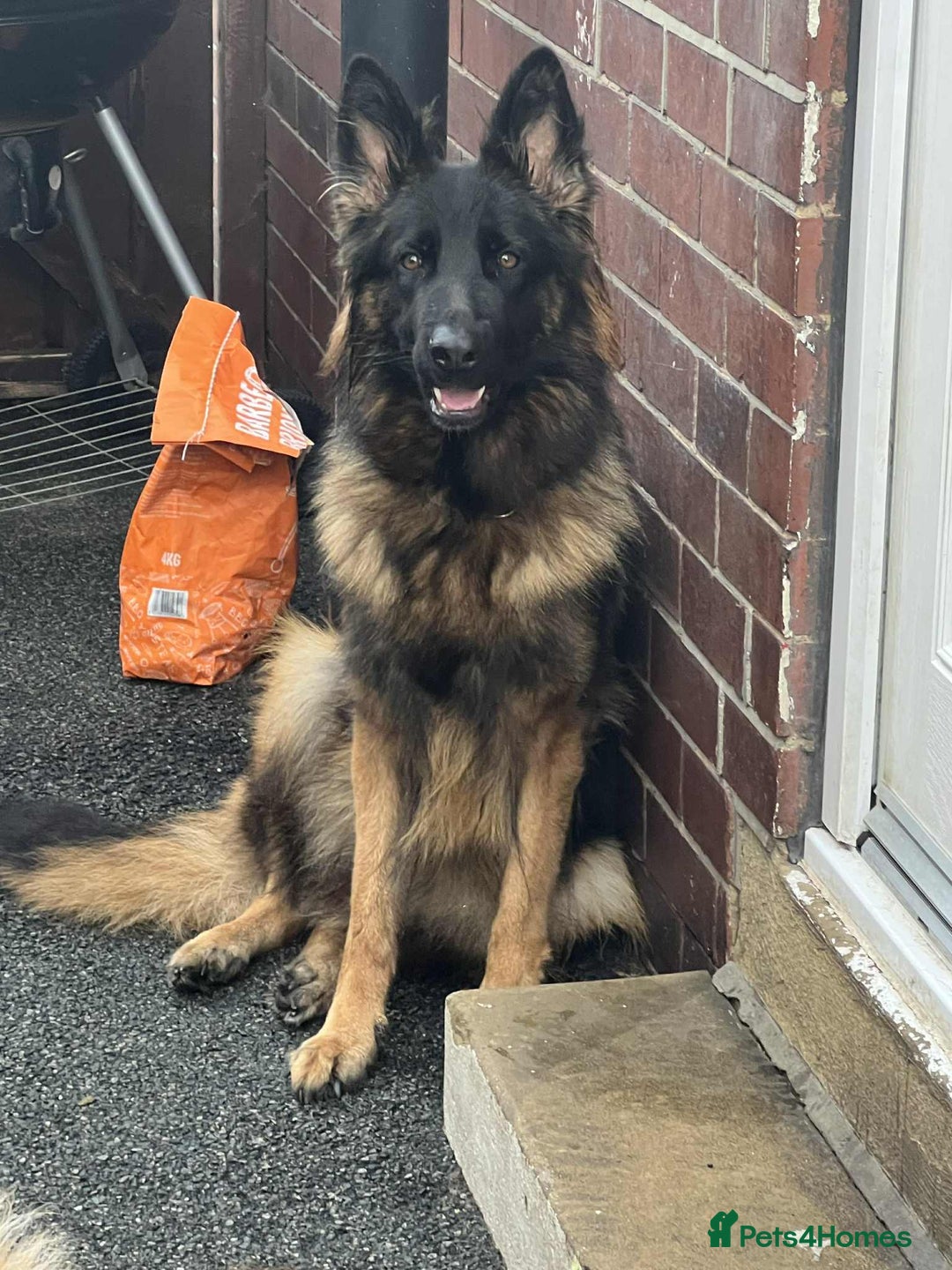 German Shepherd dogs for sale: Beautiful German Shepherd Girl  - Advert 1