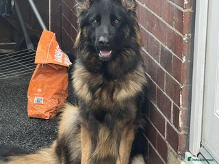 German Shepherd dogs Beautiful German Shepherd Girl - Advert 1