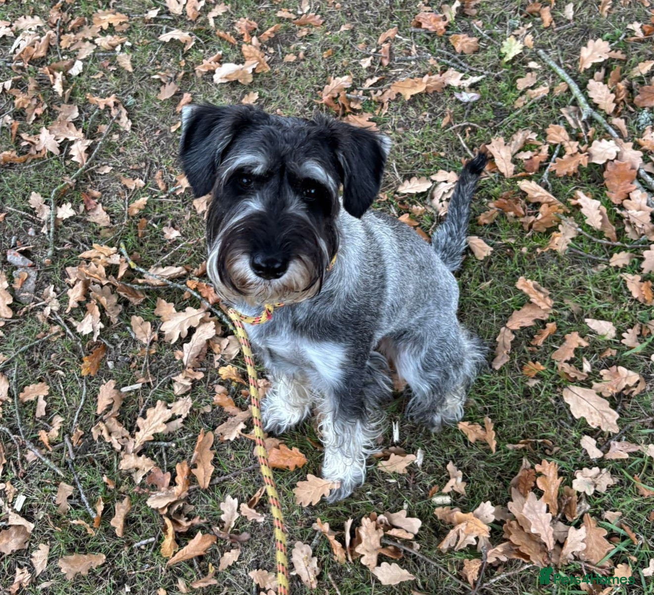 Schnauzer dogs SOLD - 14mo female P/S Standard Schnauzer - Advert 3