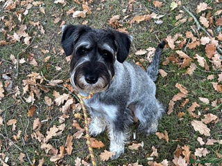 Schnauzer dogs 14mo female P/S Standard Schnauzer - Advert 2