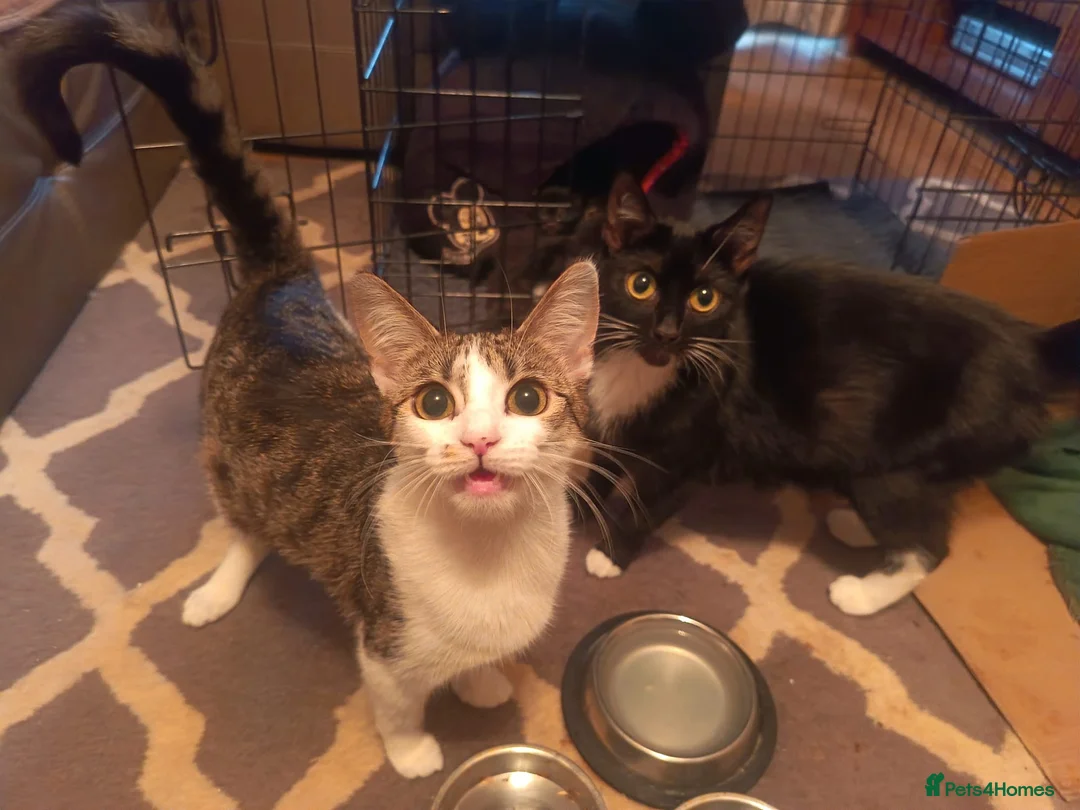 Mixed Breed cats for sale: Mixed litter of kittens  in Wigan - Advert 1