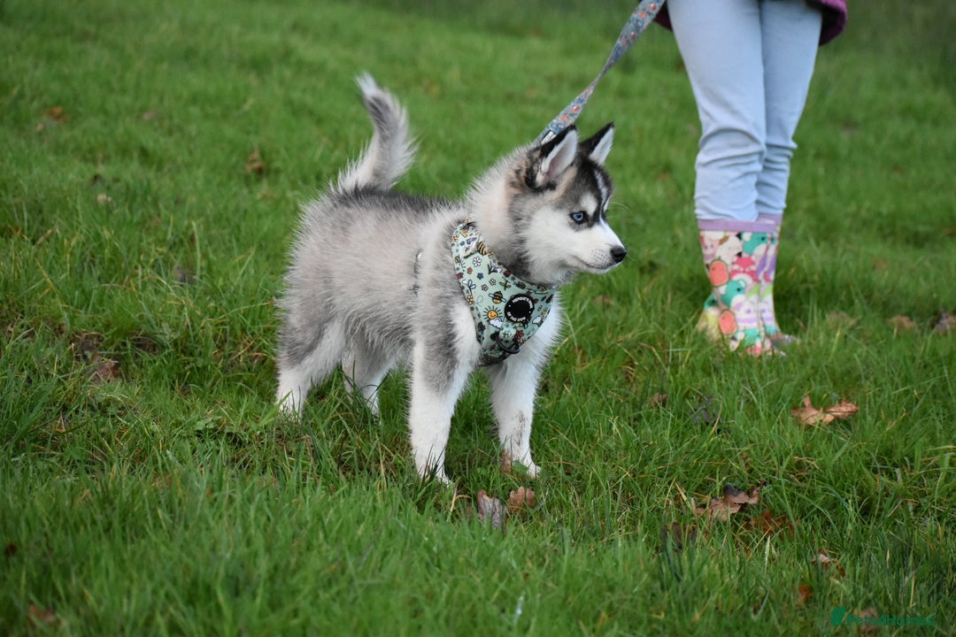 Pomsky dogs for sale: Perfect blue eyed F3 male Pomsky puppy - Advert 10