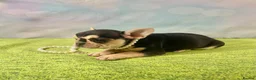 French Bulldog dogs for sale: Beautiful French Bulldog puppies! - Advert 3