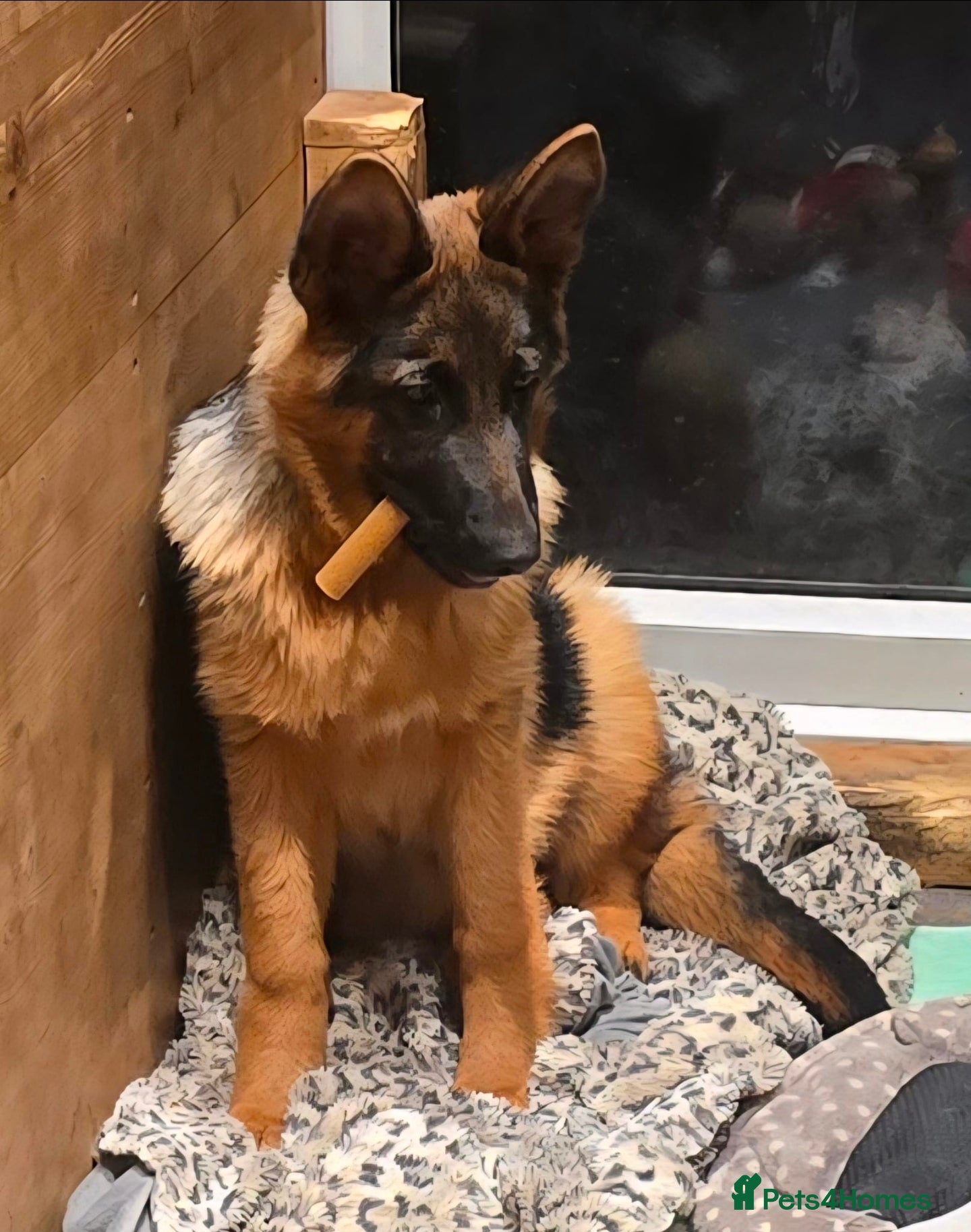 German Shepherd dogs KC REGISTERED GERMAN SHEPHERD PUPPIES (last puppy) - Advert 14