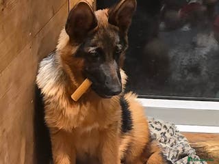 German Shepherd dogs KC REGISTERED GERMAN SHEPHERD PUPPIES (last puppy) - Advert 5