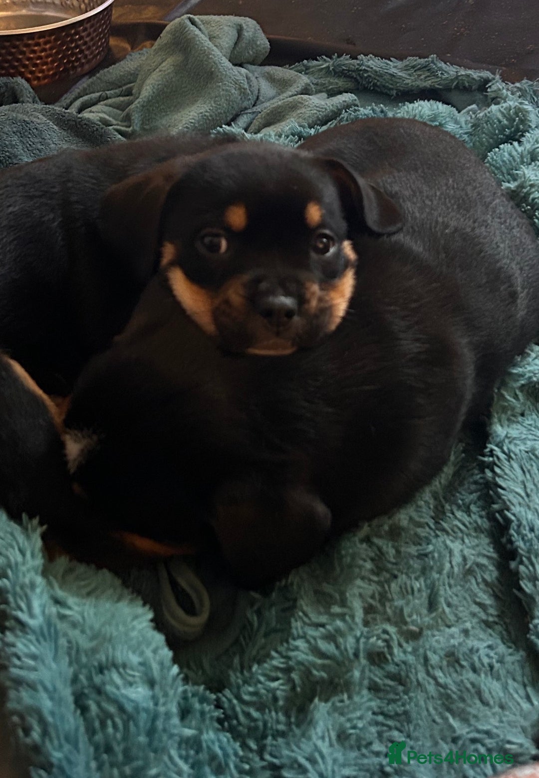 Mixed Breed dogs for sale: French Bullweilers - Image 7