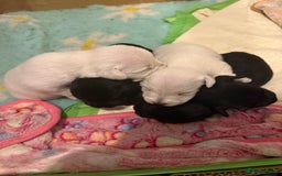 Miniature Schnauzer dogs for sale: Gorgeous KC Reg mini Schnauzers 1 black girl left  - Advert 10