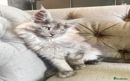 Maine Coon cats for sale: LRC MCS - ONE BLACK SMOKE FEMALE AVAILABLE - Image 10