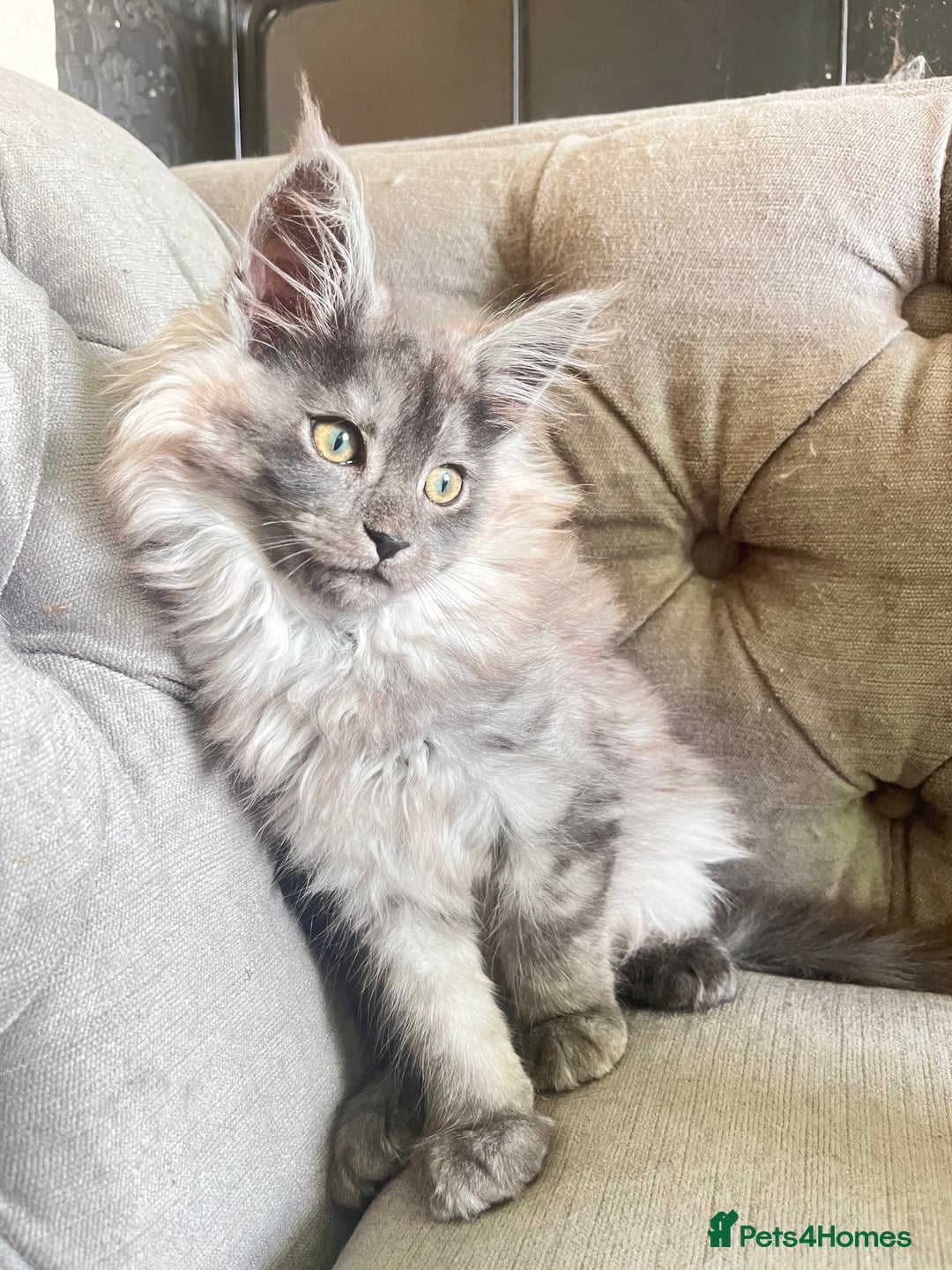 Maine Coon cats for sale: LRC MCS - ONE BLACK SMOKE FEMALE AVAILABLE - Image 10