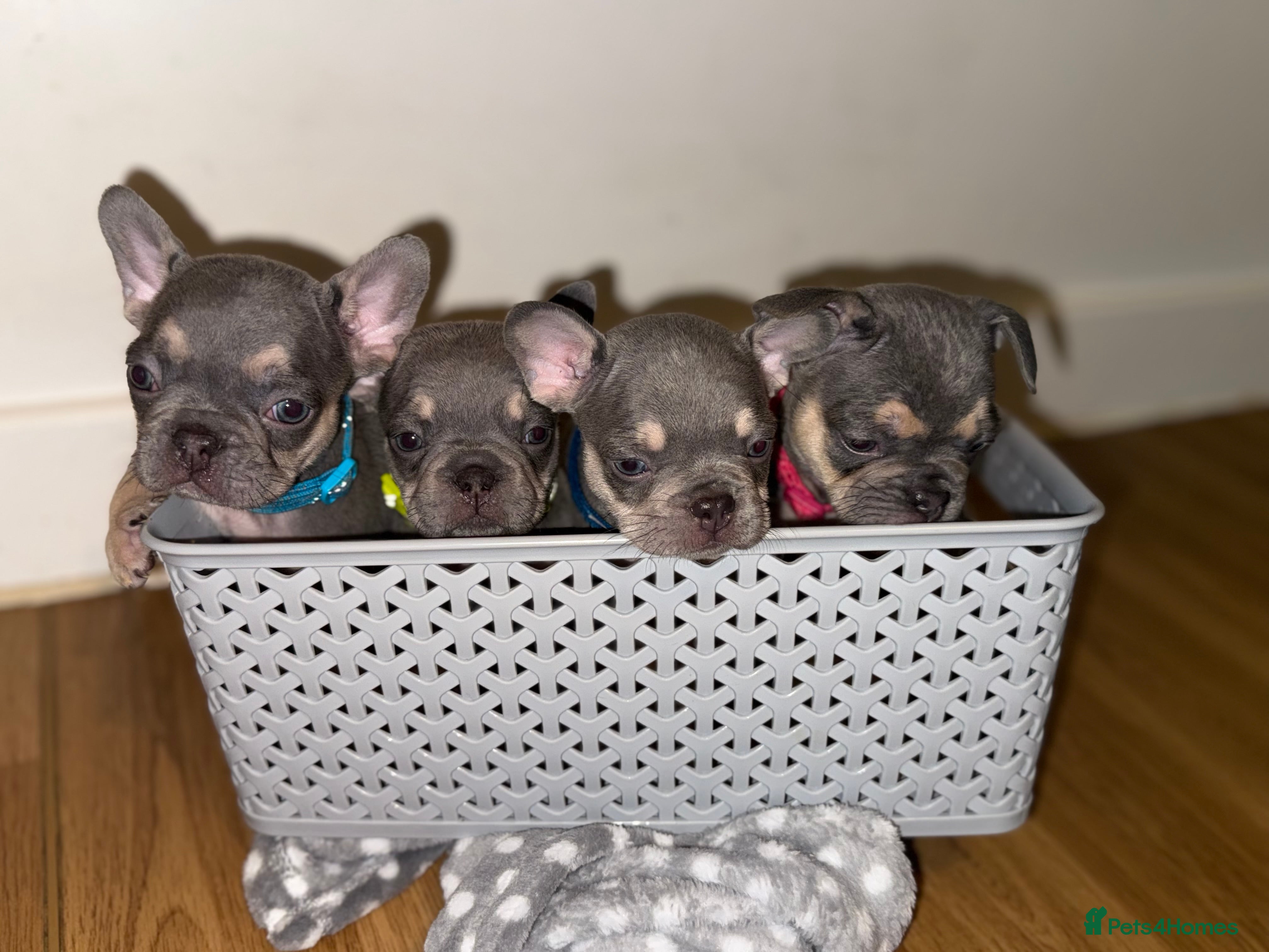 French Bulldog dogs LILAC &amp; CREAM/TAN Isabella/pink carrying. - Advert 7