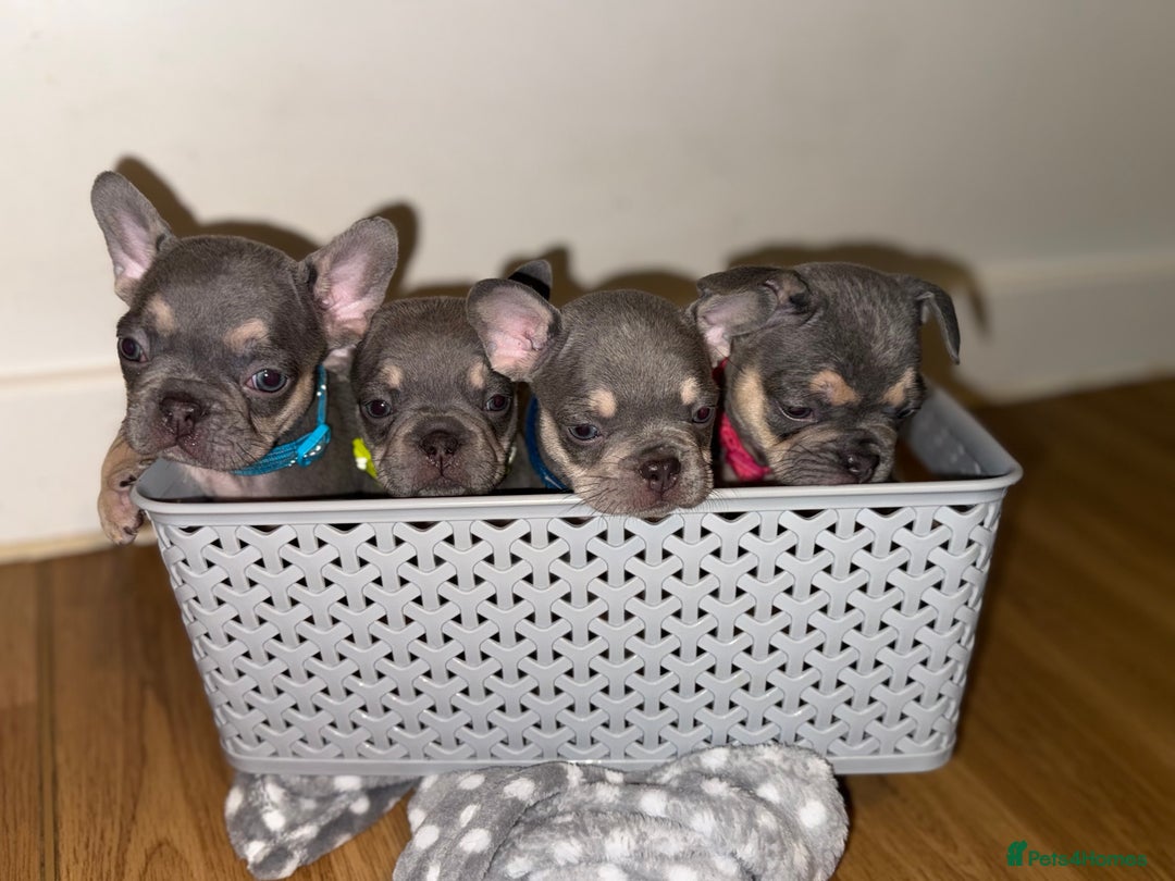 French Bulldog dogs for sale: BLUE & CREAM/TAN Isabella/pink carrying. - Image 2
