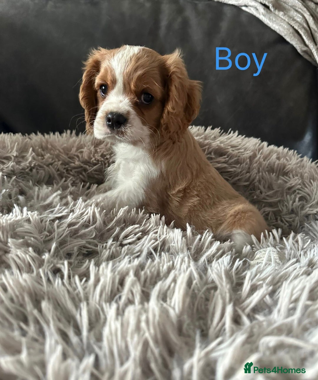 Cavalier King Charles Spaniel dogs for sale: cavalier king Charles pups parents DNA TESTED  - Advert 3